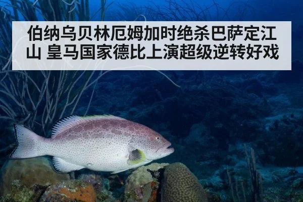 伯纳乌贝林厄姆加时绝杀巴萨定江山 皇马国家德比上演超级逆转好戏